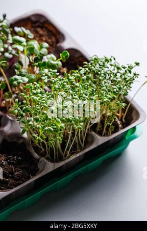 Le microvert dans des plateaux en plastique pour planter de jeunes plantes. Les microverts sont de jeunes légumes verts ou des germes, des superaliments, le concept d'un plus sain et plus sain Banque D'Images