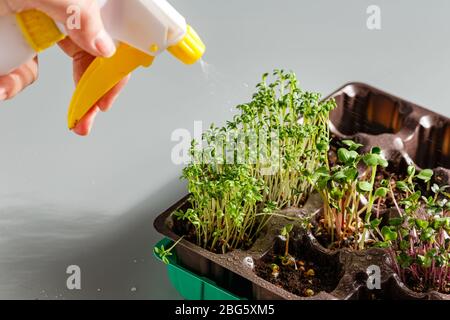 Le microvert dans des plateaux en plastique pour planter de jeunes plantes, des pelles et des vaporisateurs. Les microverts sont de jeunes légumes verts ou des germes, des superaliments, le concept o Banque D'Images