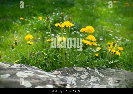 Un spectacle vibrant de fleurs de pissenlit (Taraxacum) fleurissant sur un fond d'herbe verte luxuriante, entrecoupées de pierres lisses. Banque D'Images