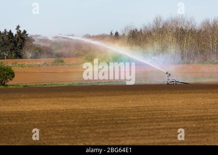 Irrigation d'un champ agricole pendant la pandémie de corona. Les agriculteurs travaillent dur pour maintenir les lignes d'approvisionnement alimentaire mondiales ouvertes Banque D'Images