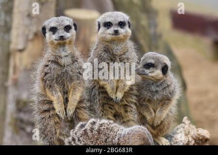 Une foule de Meerkats à la ferme du zoo Ark de Noah à Bristol Banque D'Images