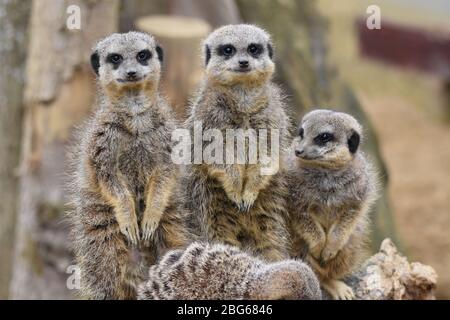 Une foule de Meerkats à la ferme du zoo Ark de Noah à Bristol Banque D'Images