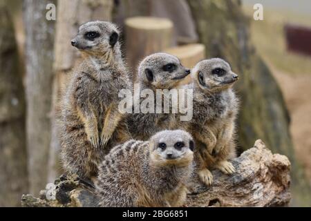 Une foule de Meerkats à la ferme du zoo Ark de Noah à Bristol Banque D'Images