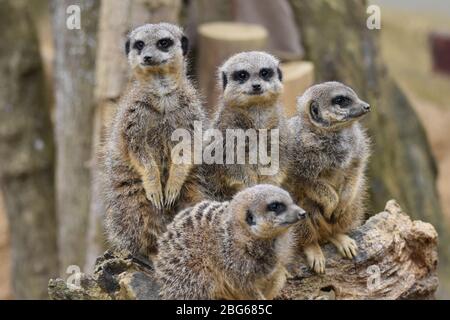 Une foule de Meerkats à la ferme du zoo Ark de Noah à Bristol Banque D'Images