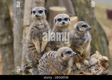 Une foule de Meerkats à la ferme du zoo Ark de Noah à Bristol Banque D'Images