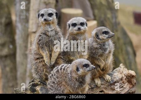 Une foule de Meerkats à la ferme du zoo Ark de Noah à Bristol Banque D'Images