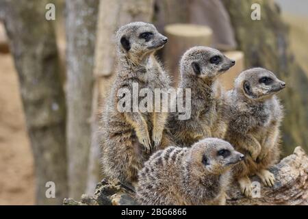 Une foule de Meerkats à la ferme du zoo Ark de Noah à Bristol Banque D'Images