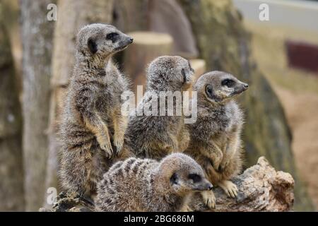 Une foule de Meerkats à la ferme du zoo Ark de Noah à Bristol Banque D'Images