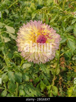 Fleurs de dahlia jaune, rose et orange dans le jardin. Plantes vivaces à racines tubereuses. Banque D'Images