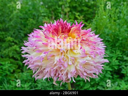 Fleurs de dahlia jaune, rose et orange dans le jardin. Banque D'Images