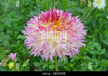 Fleurs de dahlia jaune, rose et orange dans le jardin. Banque D'Images