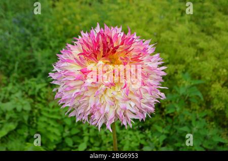 Gros plan d'une belle fleur de dahlia. Fleurs de dahlia jaune, rose et orange dans le jardin. Banque D'Images