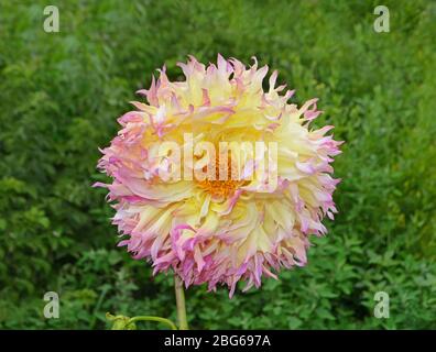 Fleurs de dahlia jaune, rose et orange dans le jardin. Banque D'Images