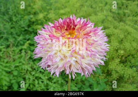 Fleurs de dahlia jaune, rose et orange dans le jardin. Banque D'Images