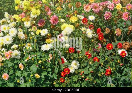 Rouge, blanc, jaune, rose dahlia. Mélange dahlia multicolore. Lit de fleurs un considérable de fleurs dahlias Banque D'Images