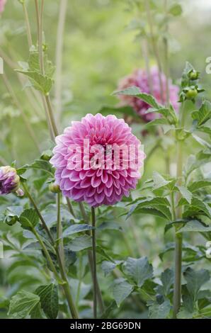 Rose Pompon Dahlia. Dahlia rose en forme de boule. Pompon miniature et dahlias à boule. Concept d'agriculture florale Banque D'Images