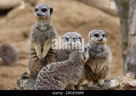 Un groupe de Meerkats dans le sable Banque D'Images