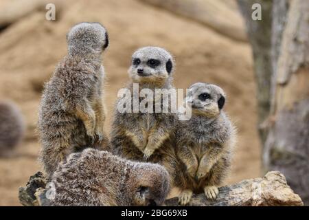 Un groupe de Meerkats dans le sable Banque D'Images