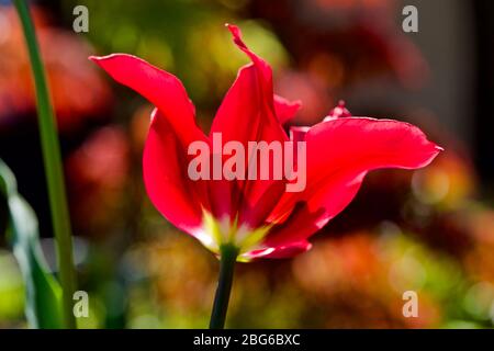 Tulipa 'doll's Minuet' viridiflora tulipes Banque D'Images