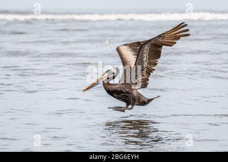 Pacifique Pelican atterrissage sur l'eau à Huanchaco sur la côte nord du Pérou Banque D'Images