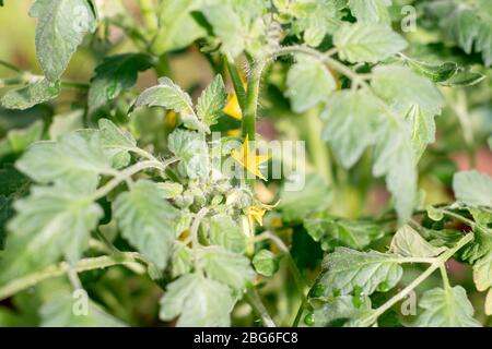 Germes de tomate serre, tomate gerbée, plantules de tomate caillée. Semis de printemps.Jardinage. Tomates en croissance. Jeune germe en serre.croissant Banque D'Images