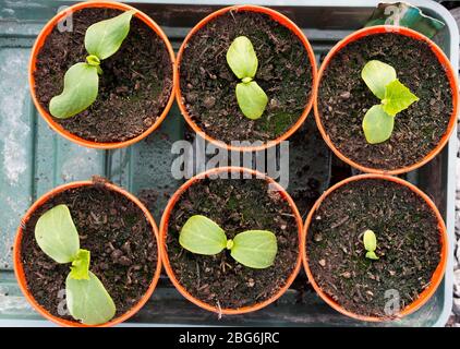 Les semis de concombre dans des pots de 4 pouces prêts à planter. Banque D'Images
