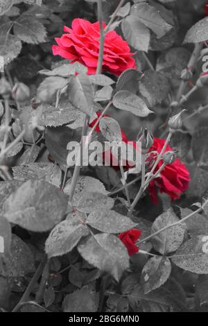 Contraste, fleurs de rose rouge avec arrière-plans de feuilles de rose mouillée grises Banque D'Images