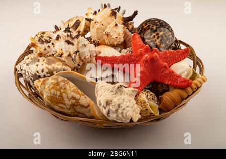 Poisson de Starfish et diverses coquilles dans un panier en osier sur fond blanc. Gros plan Banque D'Images