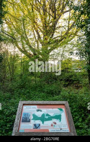 La vallée de la Scrase est une réserve naturelle locale avec le chêne de la Scrase de 300 ans à la périphérie de Haywards Heath, West Sussex, Royaume-Uni. Banque D'Images