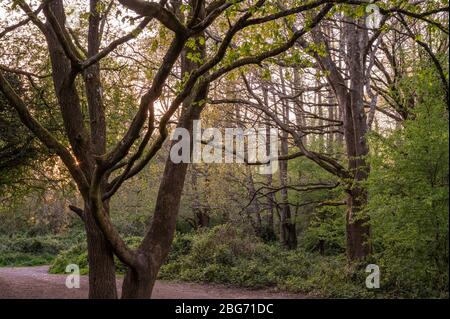 La vallée de la Scrase est une réserve naturelle locale avec des bois, des prairies et des marais à la périphérie de Haywards Heath, West Sussex, Royaume-Uni. Banque D'Images