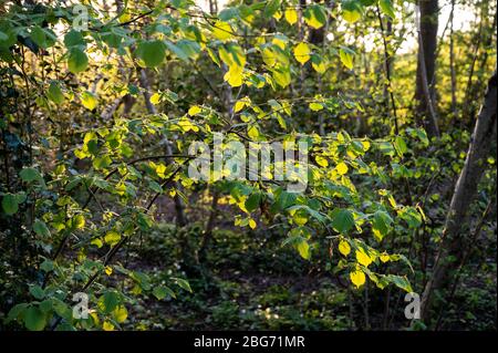 La vallée de la Scrase est une réserve naturelle locale avec des bois, des prairies et des marais à la périphérie de Haywards Heath, West Sussex, Royaume-Uni. Banque D'Images