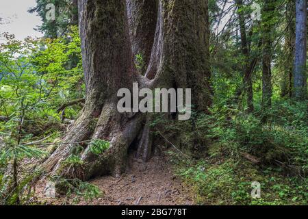 Deux arbres nurselog sur pilotis le long du Spruce nature Trail dans la forêt tropicale de Hoh du parc national olympique. Banque D'Images