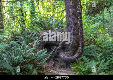 Un arbre nourricog sur des pilotis tordus le long du Spruce nature Trail dans la forêt tropicale de Hoh du Parc National Olympique. Banque D'Images