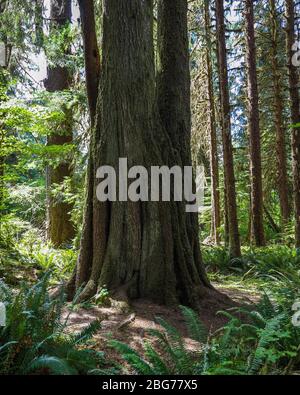 Un arbre nourricog sur pilotis le long du Spruce nature Trail dans la forêt tropicale de Hoh du Parc National Olympique. Banque D'Images