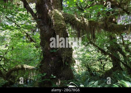 Les mousses se trouvent dans des parties du Spruce nature Trail, dans la forêt tropicale de Hoh, dans le parc national olympique. Banque D'Images