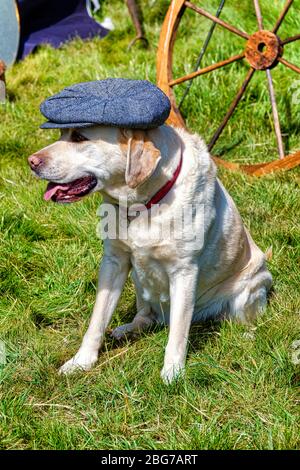 Un chien du Labrador portant un chapeau plat Banque D'Images