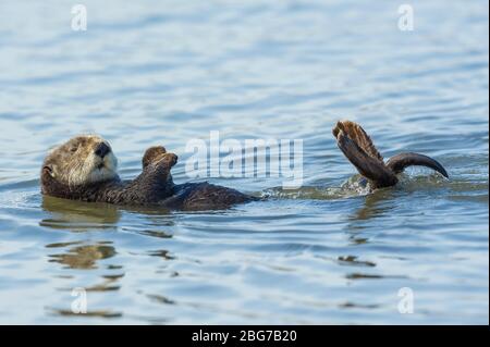 Otter de mer (Enhydra lutris). Moss Landing Bay, Comté de Monterey, CA, États-Unis, par Dominique Braud/Dembinsky photo Assoc Banque D'Images