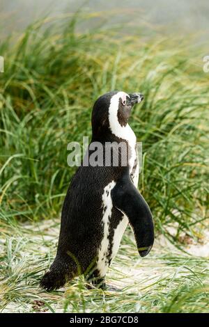 Pingouins à Boulders Beach, Simonstown en Afrique du Sud (gros plan) Banque D'Images