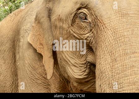 Gros plan sur un éléphant d'Asie sauvé dans la province de Mondulkiri au Cambodge, en Asie du Sud-est Banque D'Images