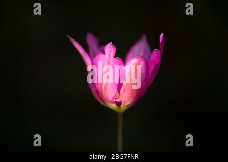 Une tulipe violette qui pousse dans un jardin dans le Worcestershire, au Royaume-Uni Banque D'Images