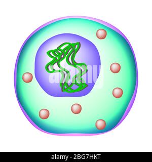 Ureaplasma urealyticum. Infections bactériennes Ureaplasma. Maladies sexuellement transmissibles. Infographies. Illustration sur un arrière-plan isolé. Illustration de Vecteur