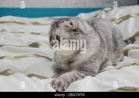 Un beau chat de tabby moelleux se trouve sur un lit dans une chambre lumineuse près de la fenêtre de la maison. Gros plan portrait d'un chat charmant surpris le matin, iso Banque D'Images