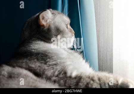 Un beau chat de tabby moelleux se trouve sur un lit dans une chambre lumineuse près de la fenêtre de la maison. Gros plan portrait d'un chat charmant surpris le matin, iso Banque D'Images