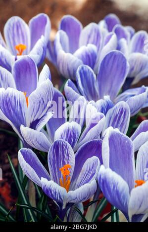 Gros plan sur un groupe de Crocus vernus Géant roi des rayures montrant stigmate et étamines fin hiver à floraison printanière et corms durcissants de gel Banque D'Images