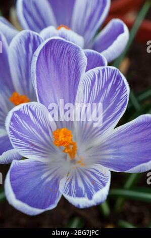 Gros plan sur un groupe de Crocus vernus Géant roi des rayures montrant stigmate et étamines fin hiver à floraison printanière et corms durcissants de gel Banque D'Images