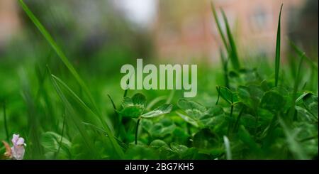 Macro-shot de Clovers dans un yard Banque D'Images