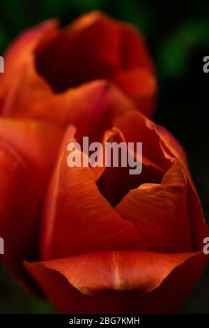 Macro-shot de deux tulipes rouges Banque D'Images