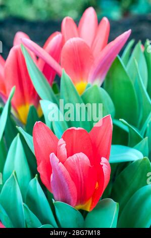 Groupe de tulipes bébé de Scarlet un bol de scarilles brillant en forme de tulipe appartenant au groupe Kaufmanniana de tulipes Division 12 Banque D'Images
