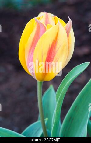 Tulipa Zampa un gros plan de ce tulipa du groupe Greigii Division 14 qui a du jaune pâle avec des traînées rouges sur les fleurs de tjhe au début du printemps Banque D'Images