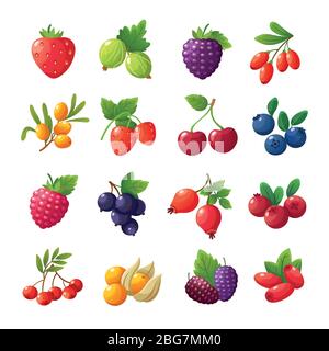 Baies de dessin animé. Fraises, framboises, cerises, groseilles à maquereau, bleuets, canneberges vectorielles isolées sur fond blanc. Jeu de foo de baies Illustration de Vecteur